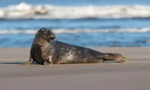 Szara foka odpoczywa na piaszczystej plaży, w tle widać fale Bałtyku. Foki w Polsce to rzadki, ale piękny widok.