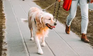 Czy w Gdańskim ZOO można wprowadzić psa? Sprawdź zasady!