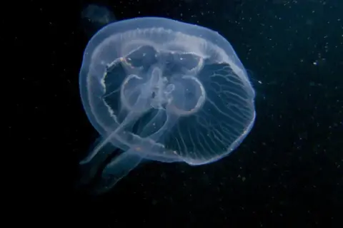 Przezroczysta meduza w Bałtyku, unosząca się w ciemnej wodzie. Jej delikatne ciało i ramiona tworzą eteryczny obraz.