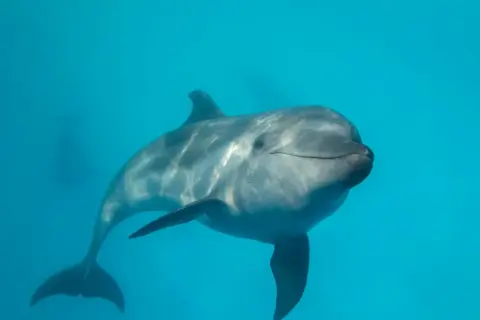 Uśmiechnięty delfin pływa w błękitnych wodach Bałtyku.