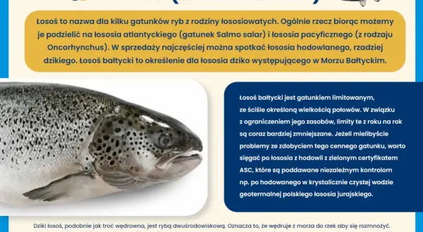 Łosoś bałtycki, cenny gatunek ryb, wędruje z morza do rzek. Dzikie ryby są coraz rzadsze, warto wybierać hodowlane z certyfikatem.