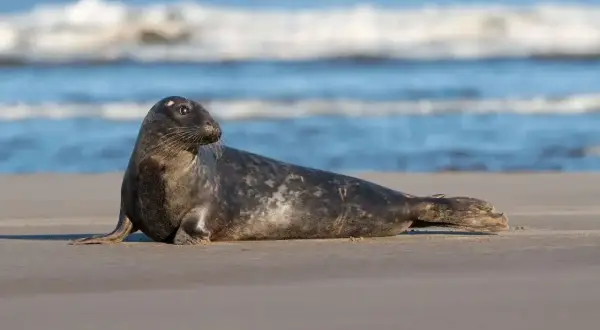 Szara foka odpoczywa na piaszczystej plaży, w tle widać fale Bałtyku. Foki w Polsce to rzadki, ale piękny widok.