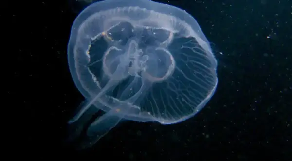 Przezroczysta meduza w Bałtyku, unosząca się w ciemnej wodzie. Jej delikatne ciało i ramiona tworzą eteryczny obraz.