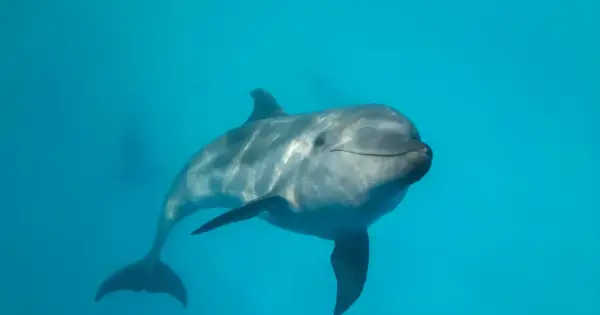 Uśmiechnięty delfin pływa w błękitnych wodach Bałtyku.