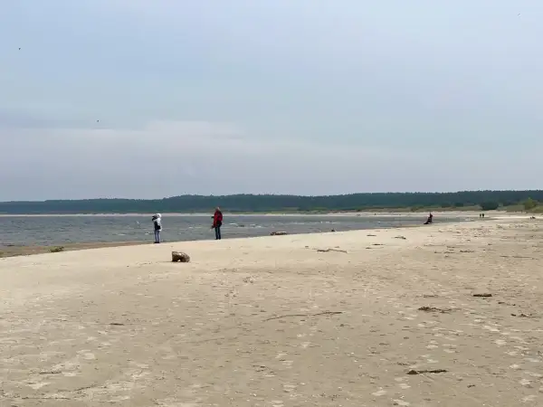 Spacer po piaszczystej plaży na Żuławach Wiślanych. W oddali widać las i morze.